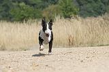 BULL TERRIER 066